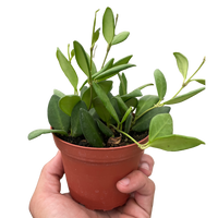 Hand holding a small potted plant against a white background