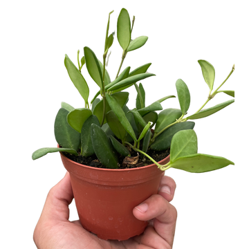 Hand holding a small potted plant against a white background