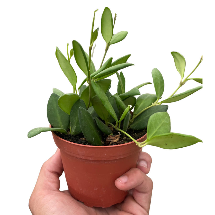 Hand holding a small potted plant against a white background