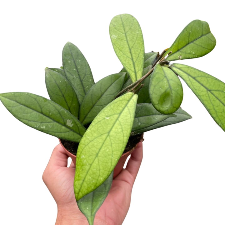 Hand holding a potted Hoya plant with oval green leaves from House of Agave.