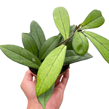 Hand holding a potted Hoya plant with oval green leaves from House of Agave.