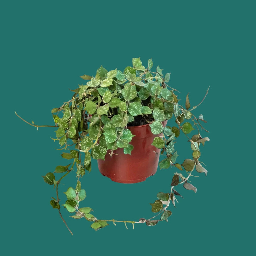 Potted plant with green leaves on a white background