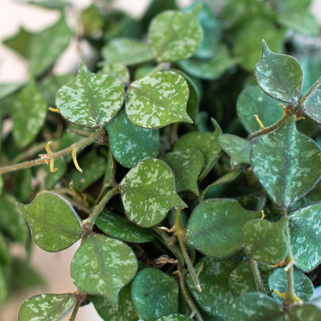Close-up of green leaves with white spots on a blurred natural background