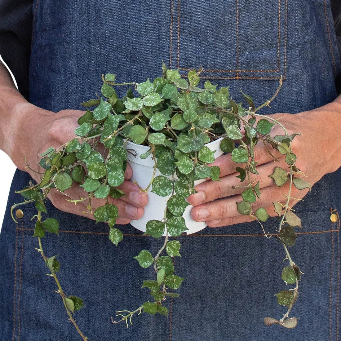 Person wearing a denim apron holding a small potted plant on a white background