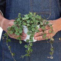 Person wearing a denim apron holding a small potted plant on a white background