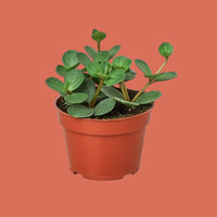 Potted plant with green leaves in a terracotta pot on a terracotta background from House of Agave.