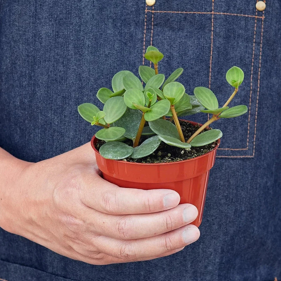 Person holding a small potted plant wearing a denim apron from House of Agave.
