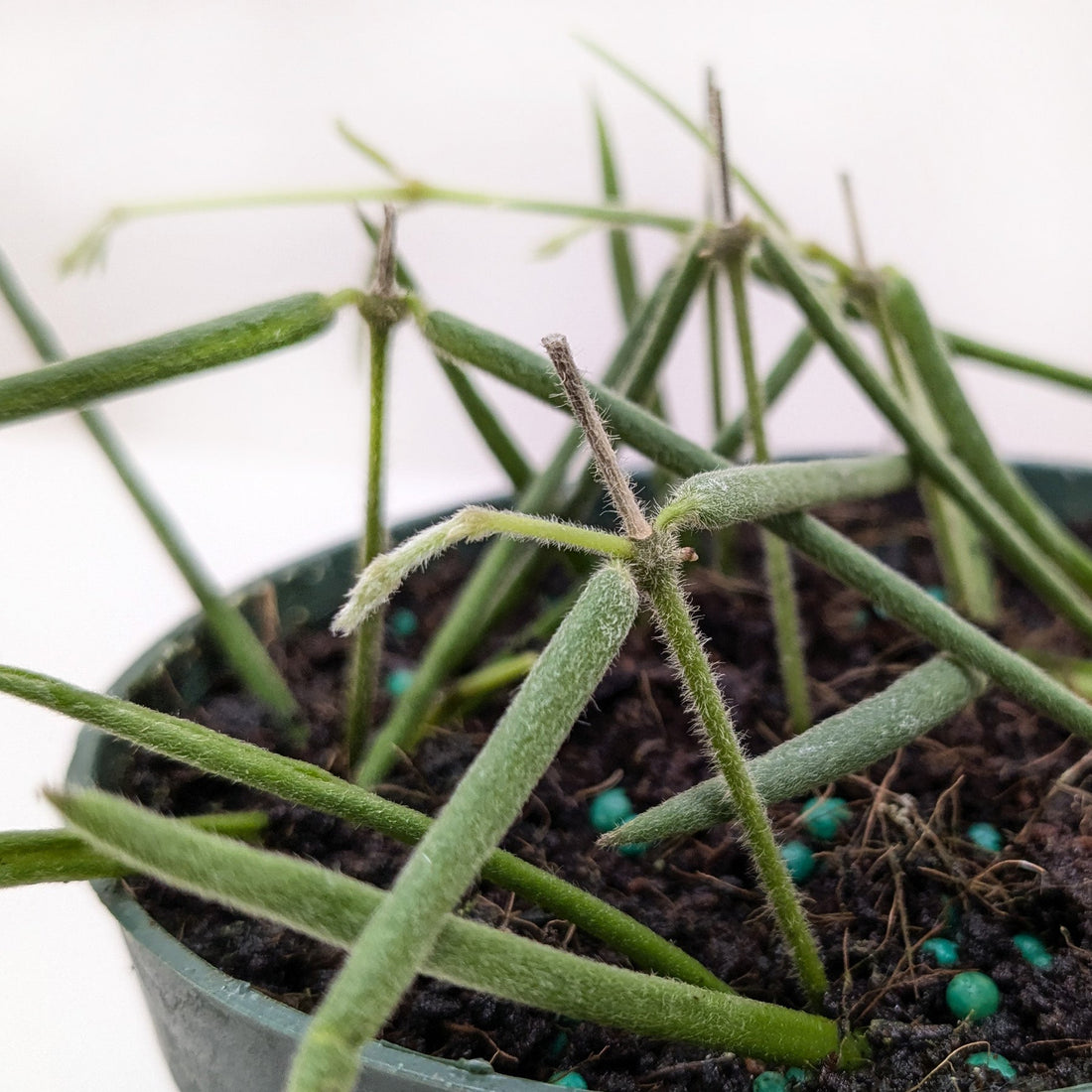 Potted plant with long green stems on a white background