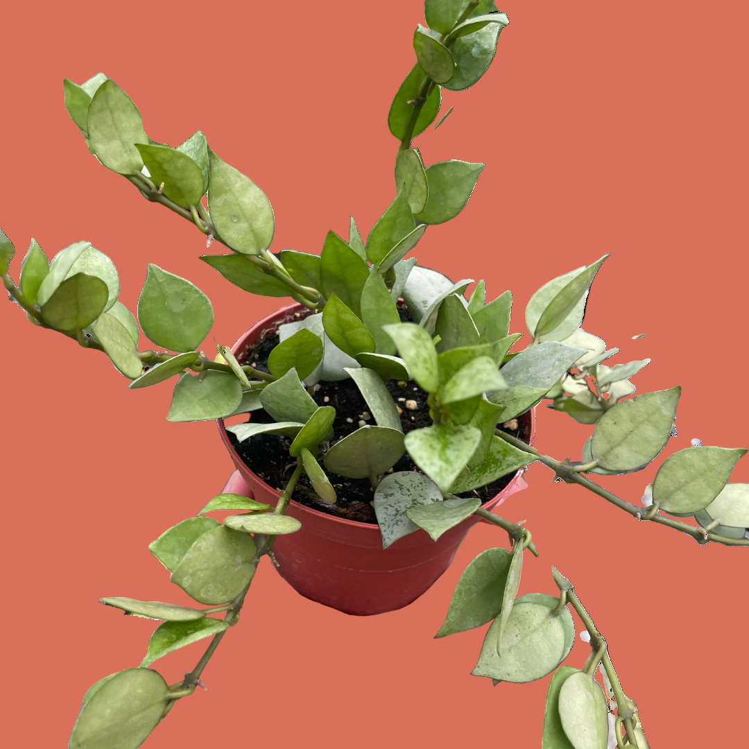 Small potted plant held in a hand against a terracotta background from House of Agave.
