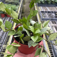 Hand holding a potted plant in a greenhouse setting at House of Agave.