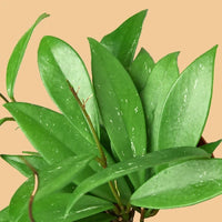 Close-up of a potted plant with green leaves from House of Agave.