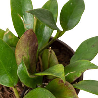 Potted plant with green leaves and a brown pot on a white background