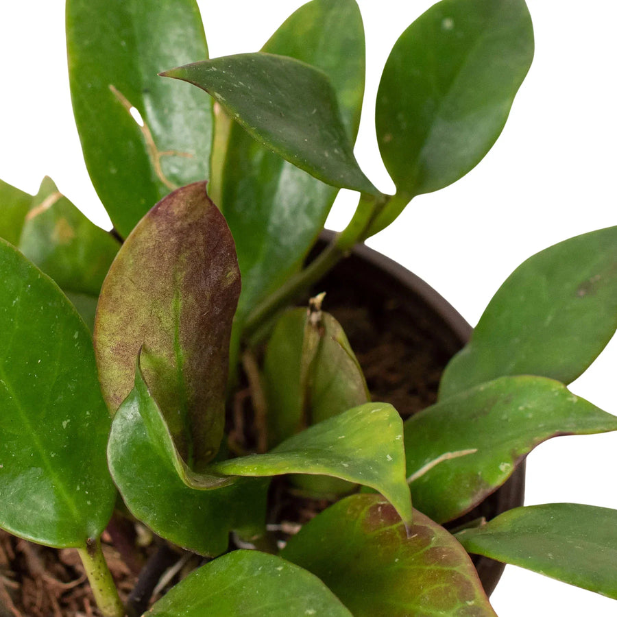 Potted plant with green leaves and a brown pot on a white background