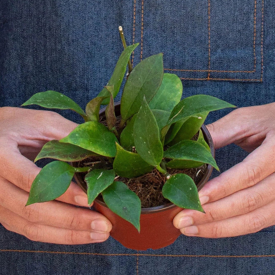 Person wearing a denim apron holding a small potted plant on a white background