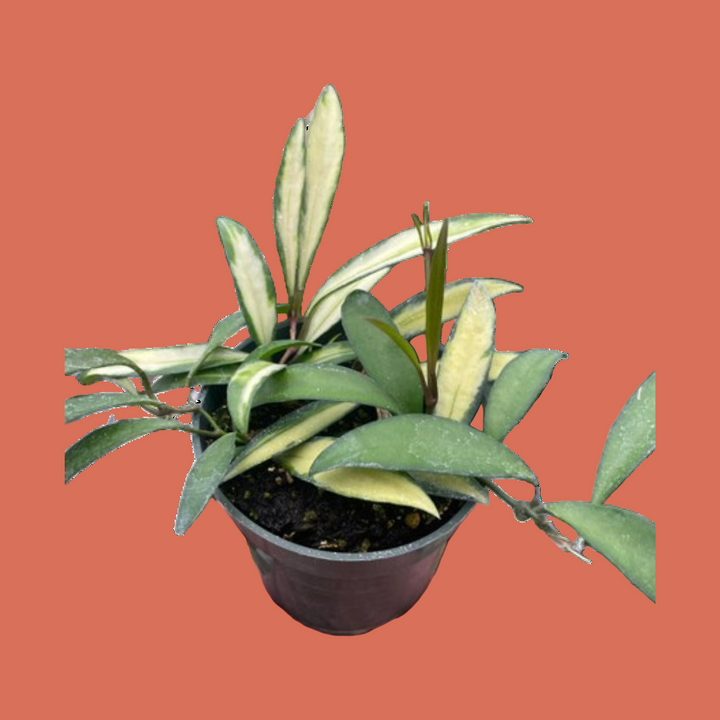 Hand holding a small potted plant with green leaves on a white background