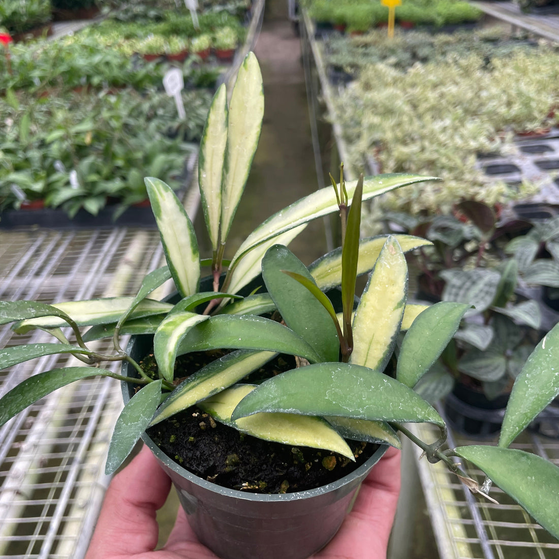 Small potted plant held in a hand with a garden center in the background from House of Agave.