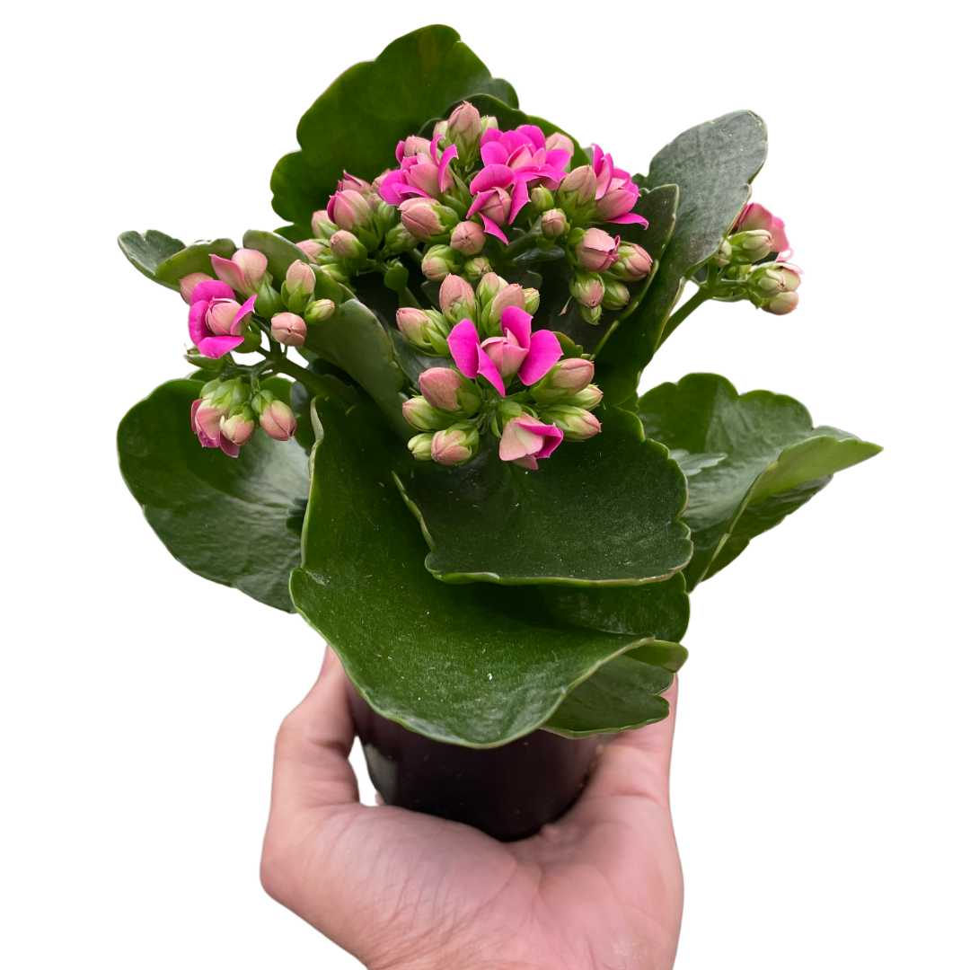 Hand holding a potted plant with pink flowers and green leaves on a white background