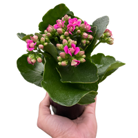 Hand holding a potted plant with pink flowers and green leaves on a white background