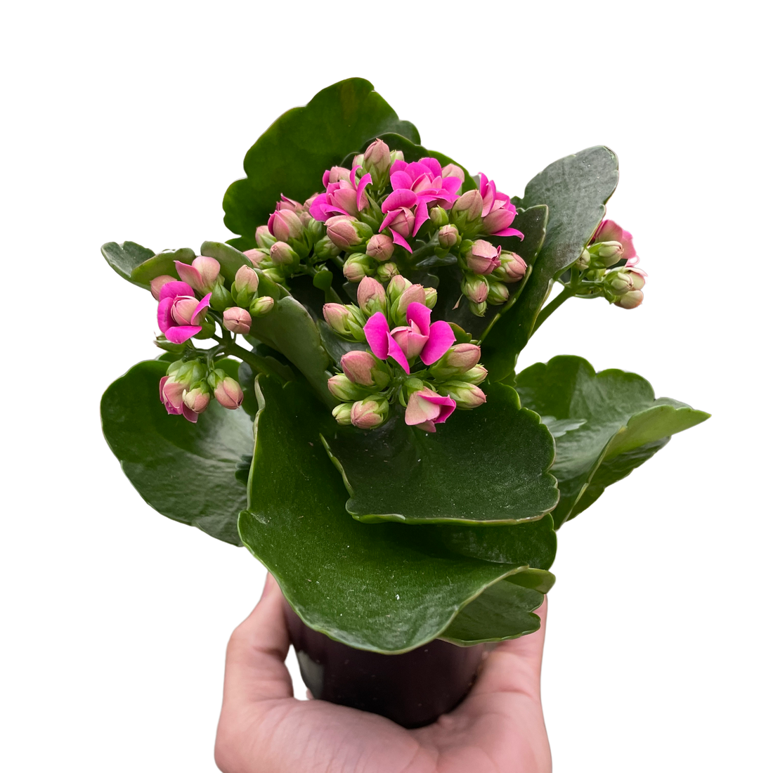 Kalanoche blossfeldiana