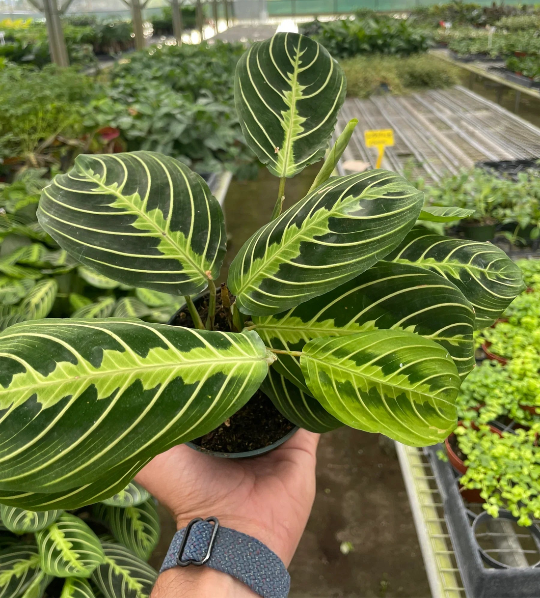 Maranta leuconeura &