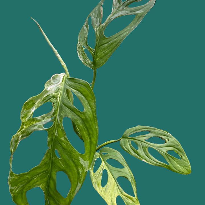 Artificial green leaf plant held by a hand on a green background from House of Agave.