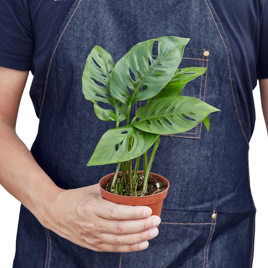 Monstera Adansonii &