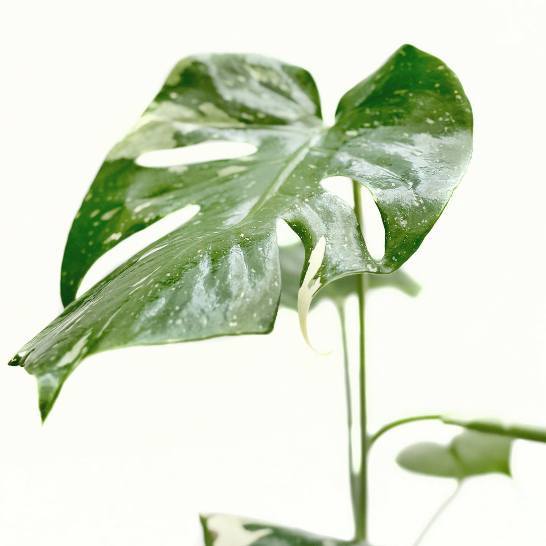 Monstera &