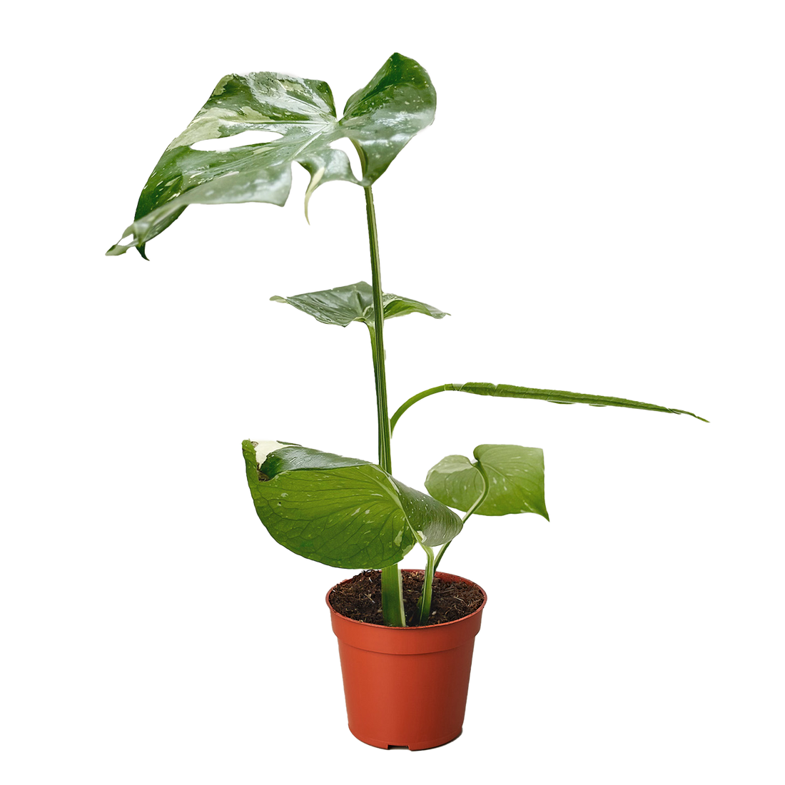 Monstera &