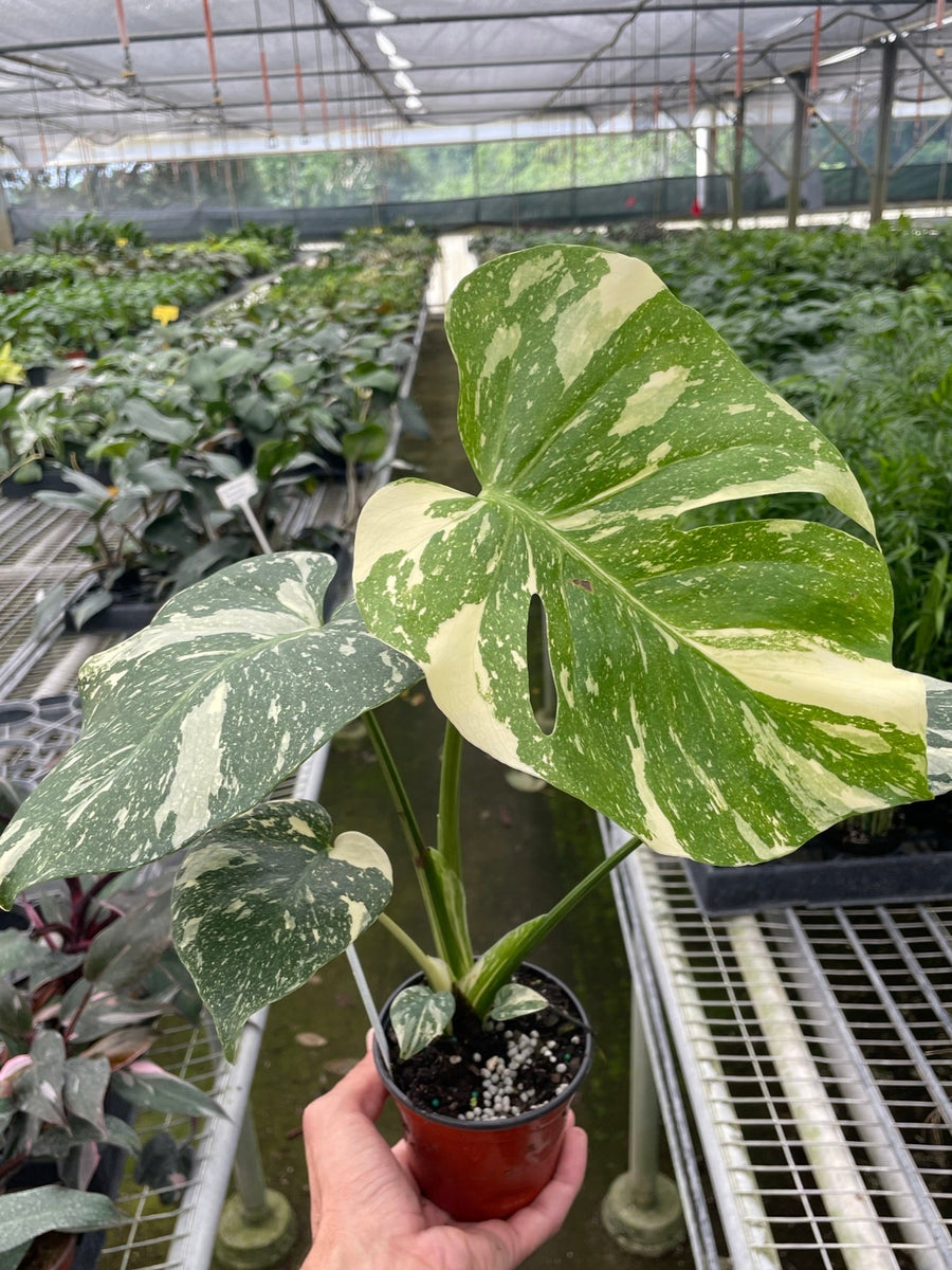 Monstera 'Thai Constellation'