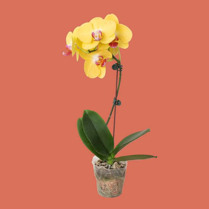 Yellow orchid plant in a pot on a terracotta background from House of Agave.