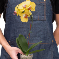 Person wearing a denim apron holding a potted yellow orchid plant from House of Agave.