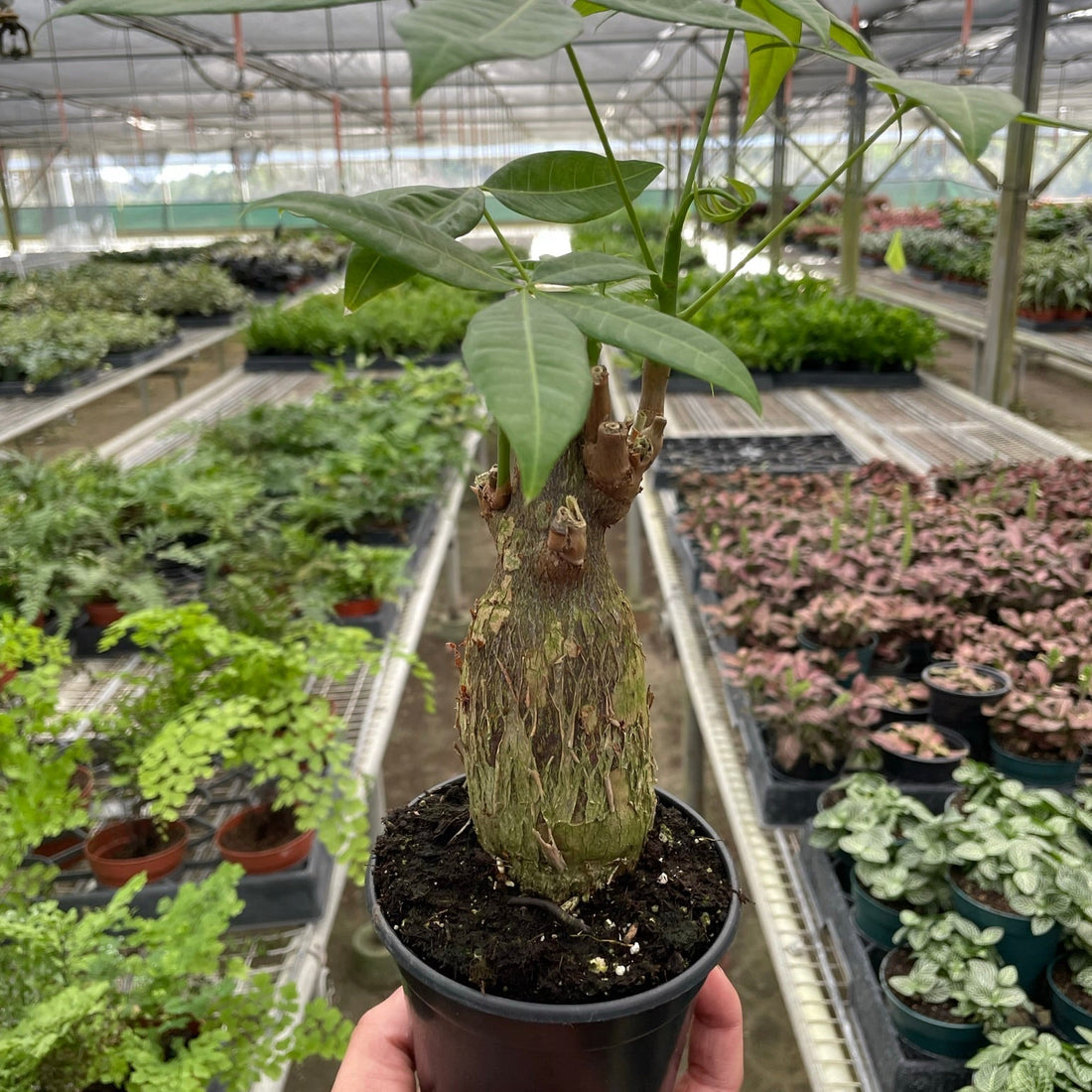 Potted plant held in a greenhouse setting with other plants in the background at House of Agave.