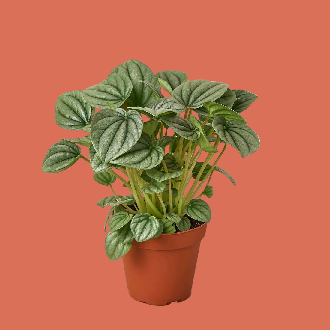 Potted plant with green leaves on a terracotta background by House of Agave.