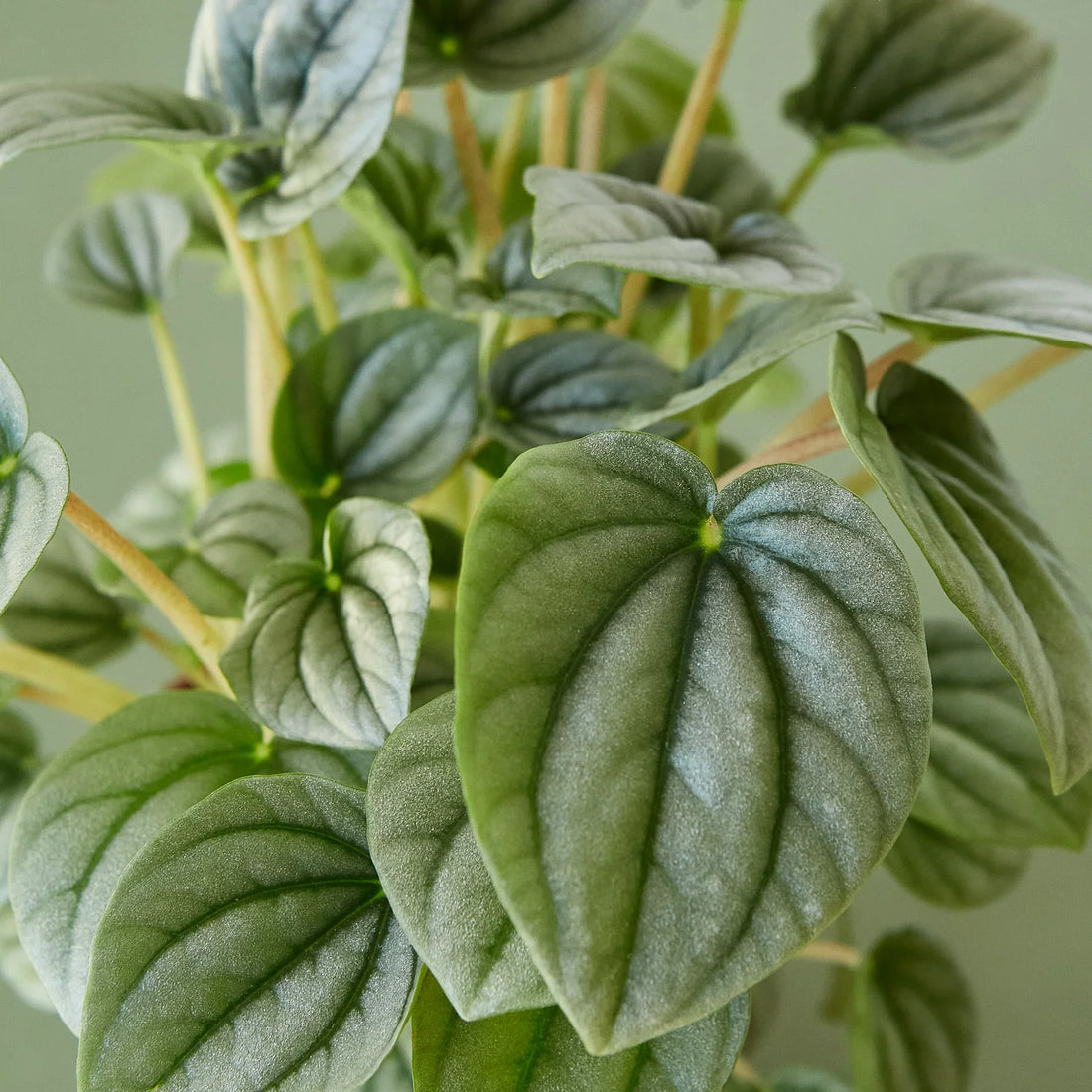 Close-up of a green leafy plant with a plain background
