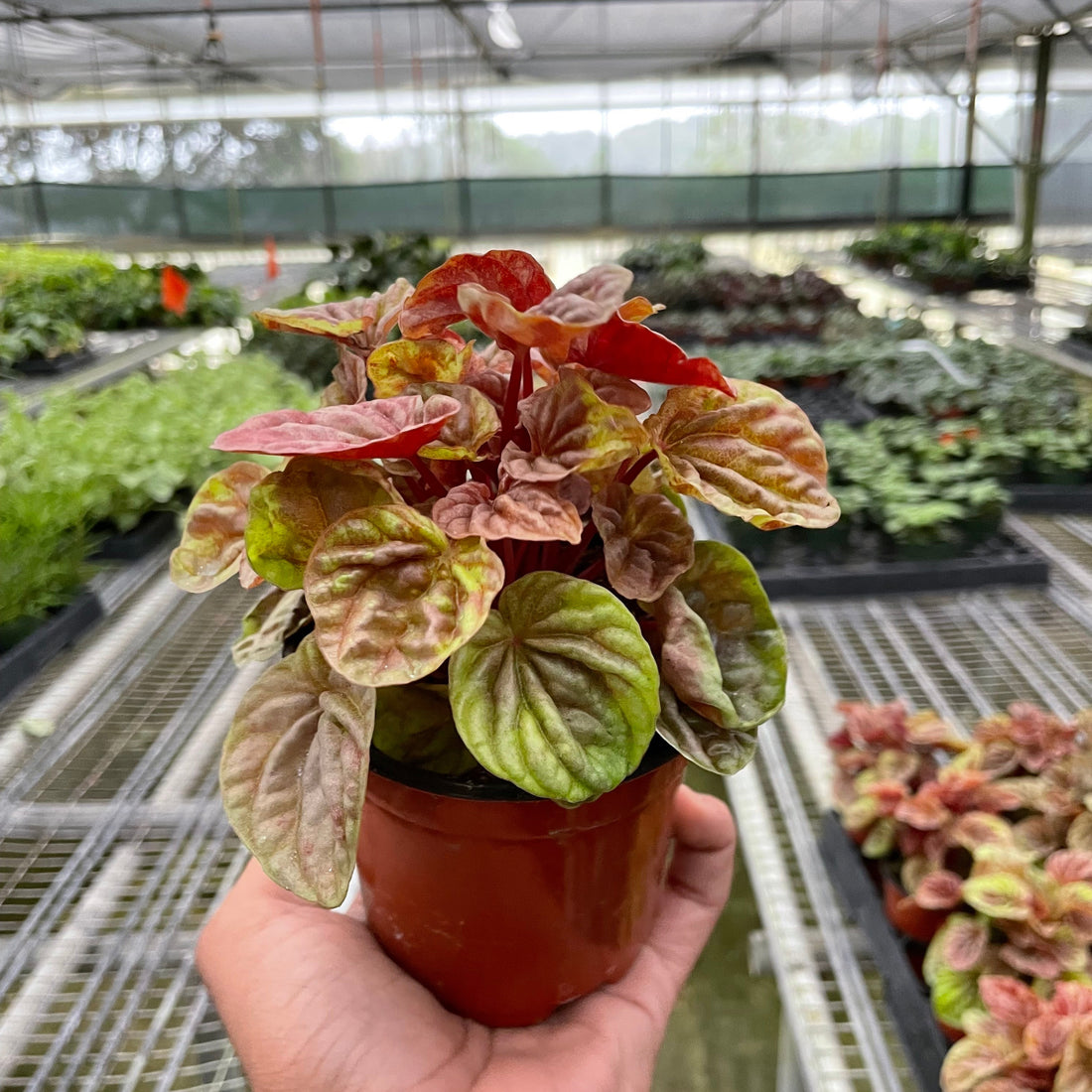 Hand holding a potted plant with variegated leaves in a greenhouse setting