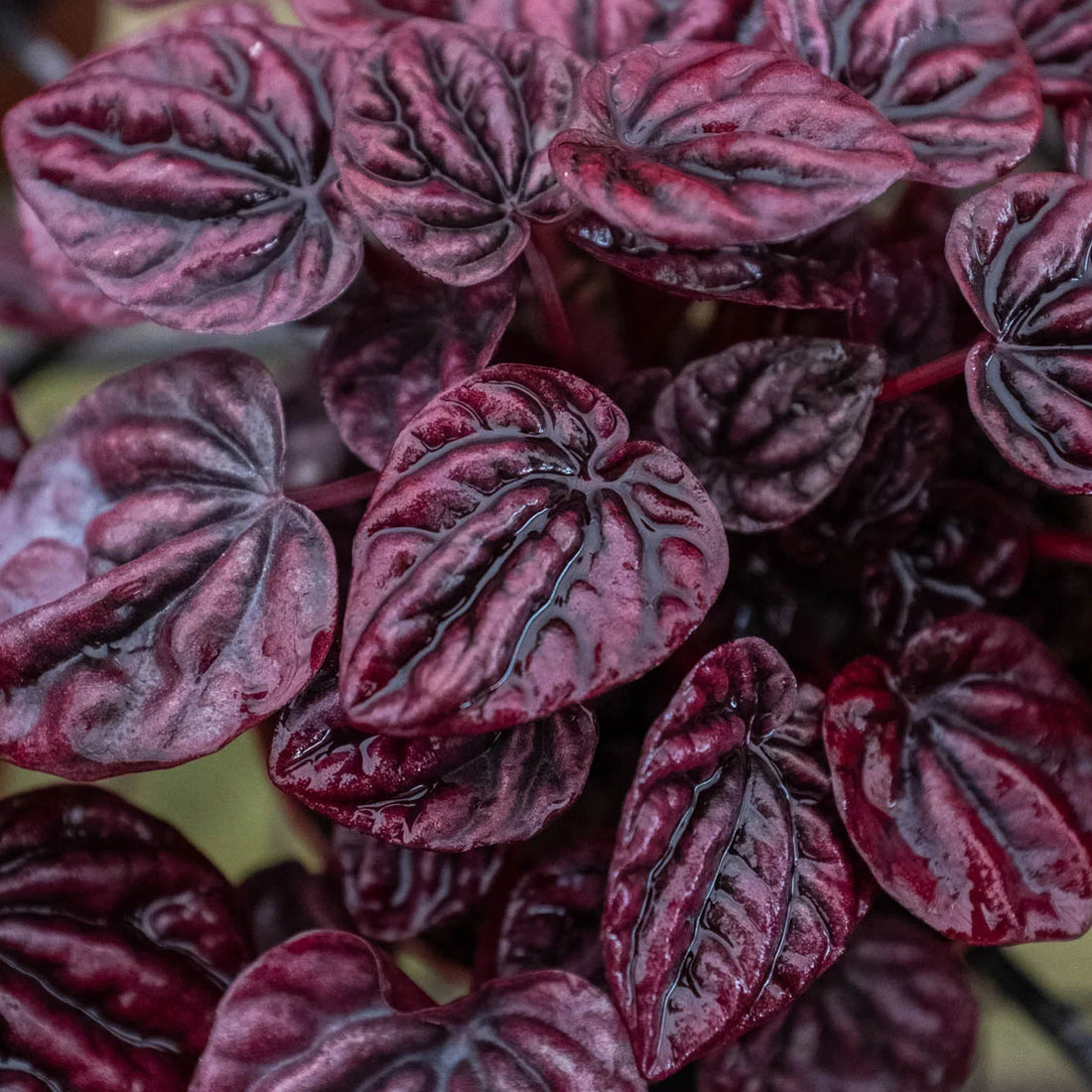 Close-up of dark red leaves with a blurred background from House of Agave.