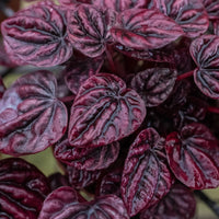 Close-up of dark red leaves with a blurred background from House of Agave.