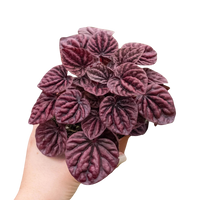 Hand holding a potted plant with purple leaves on a white background by House of Agave.
