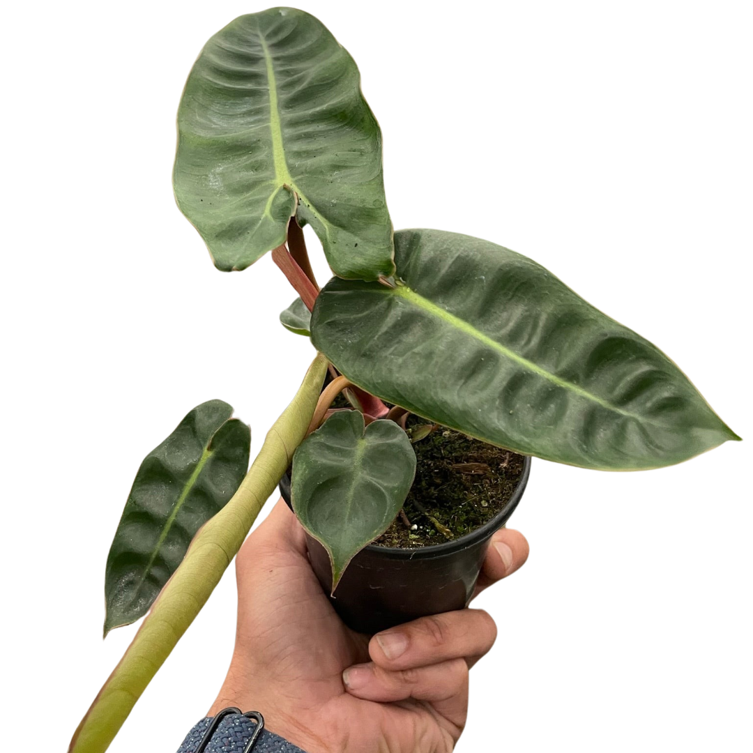 Hand holding a potted plant with large green leaves on a white background