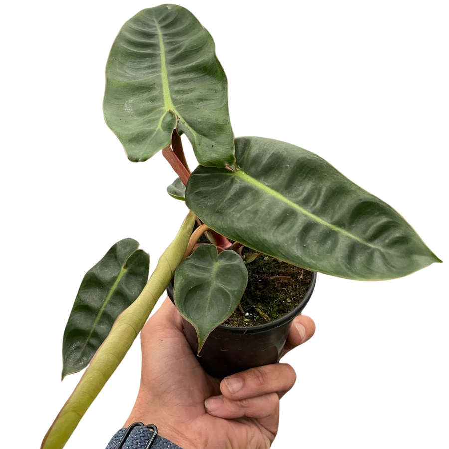 Hand holding a potted plant with large green leaves on a white background