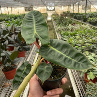 Hand holding a potted plant in a greenhouse setting