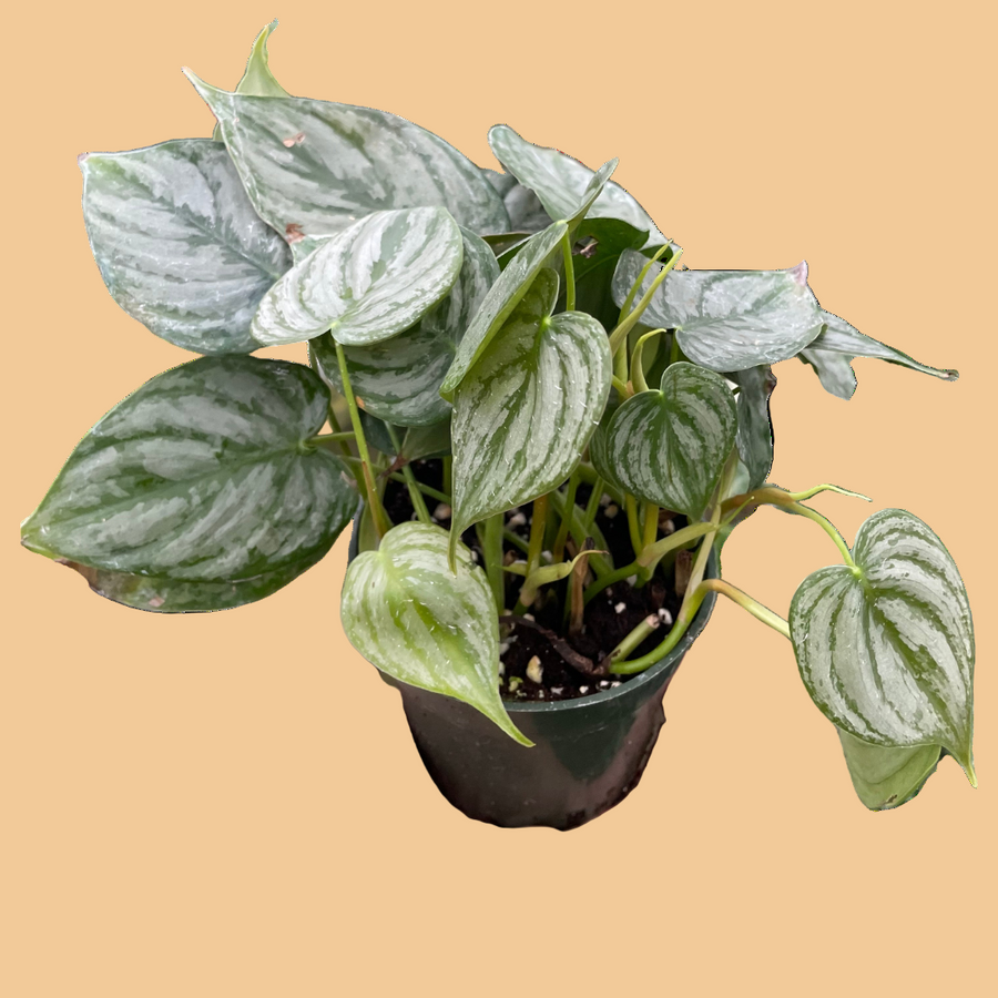 Hand holding a potted plant with green leaves against a peach background from House of Agave.