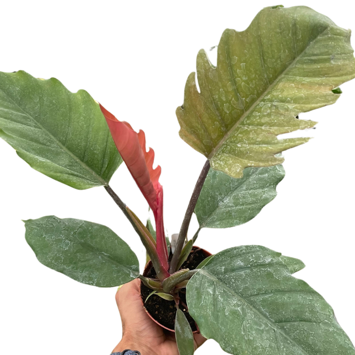 Hand holding a potted plant with large green leaves on a white background