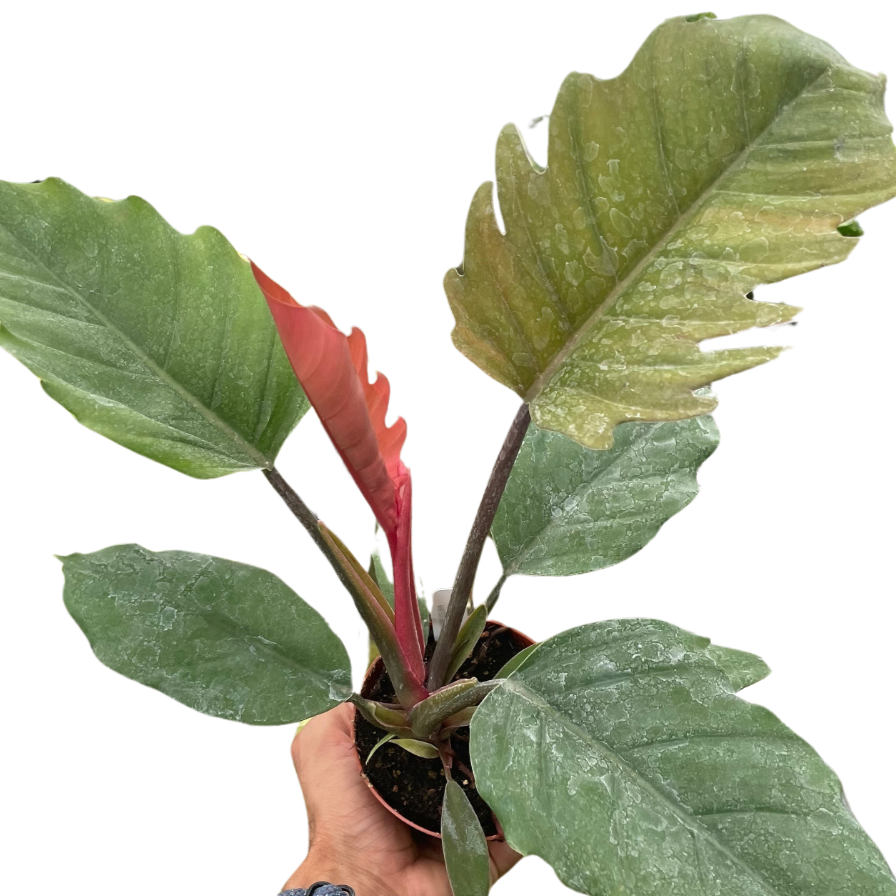 Hand holding a potted plant with large green leaves on a white background