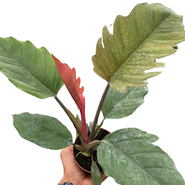 Hand holding a potted plant with large green leaves on a white background