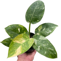 Hand holding a potted plant with green and gold leaves on a white background