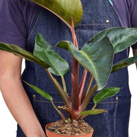 Person holding a potted plant wearing a denim apron on a white background