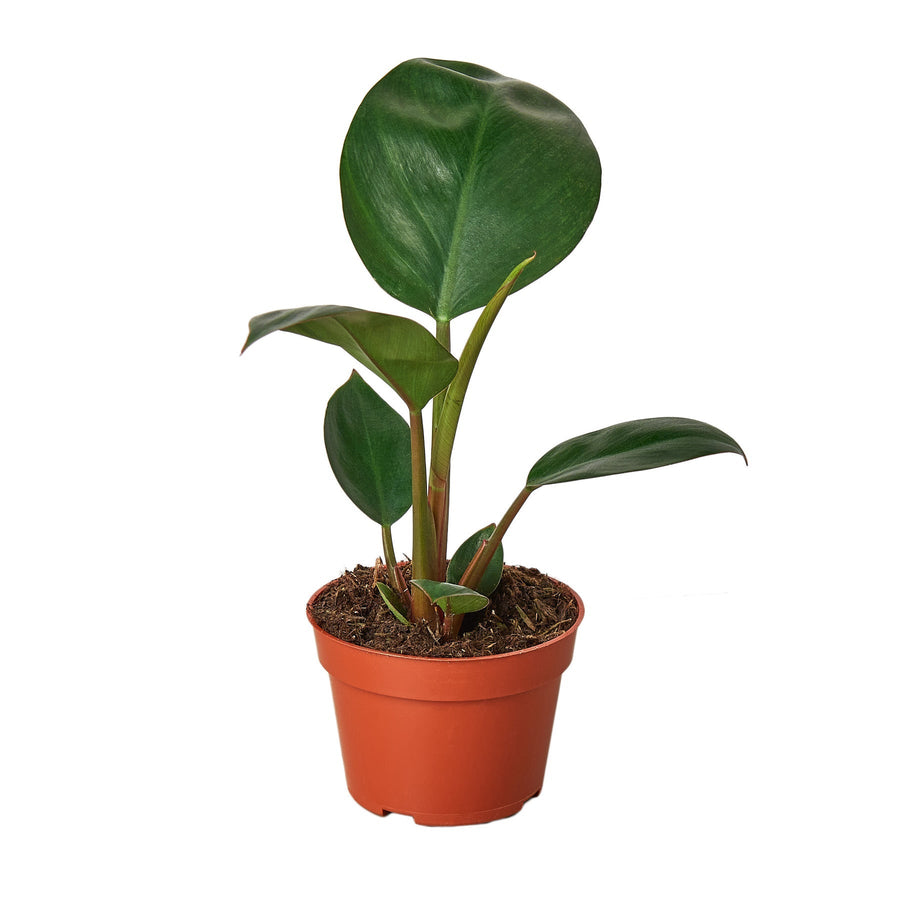 Potted plant with large green leaves on a white background