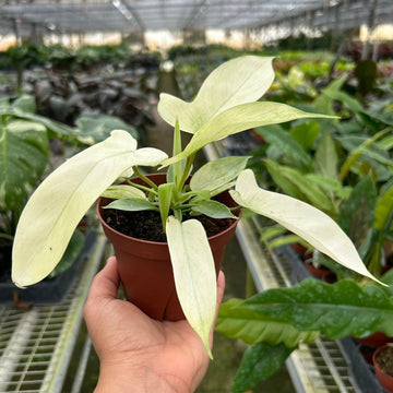 Hand holding a potted plant with white leaves in a greenhouse setting from House of Agave.