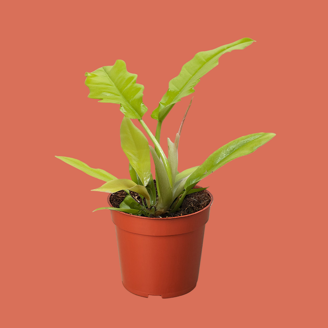 Potted plant with green leaves in a red pot on a terracotta background by House of Agave.